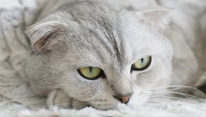 开云网站-摩洛哥队在巴黎奥运会男足比赛中展现出高效的传球配合，摩洛哥足球队主力