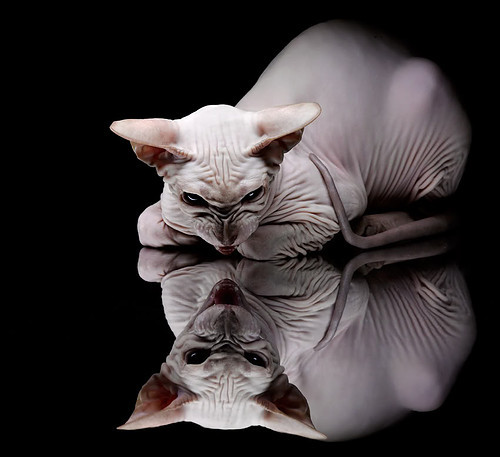 开云体育中国官方网站-《T1战队疫情期间保持严格训练，迎接下一季度挑战》，t1战队现在强不强